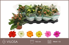 Kalanchoe Double Mix 10Ø 22cm