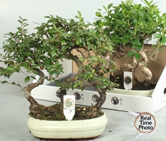 Bonsai Mix 26Ø 35cm