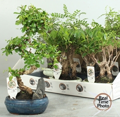 Bonsai Mix 16Ø 30cm