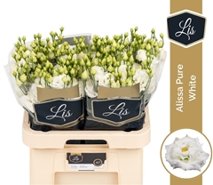 Eustoma Double Alissa Pure White 70cm