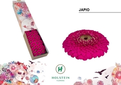 Gerbera Mini Sphere Japio 45cm 7cm Hd