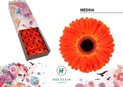 Gerbera Medina 45cm 10cm Hd