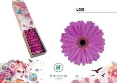 Gerbera Mini Black Center Lois 45cm 7cm Hd