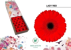 Gerbera Lady Red 45cm 10cm Hd