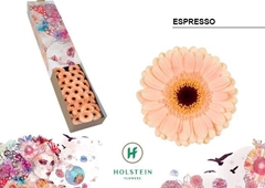 Gerbera Mini Black Center Espresso 45cm 7cm Hd