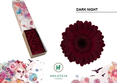 Gerbera Mini Black Center Dark Night 45cm 7cm Hd