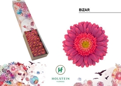 Gerbera Mini Green Center Bizar 45cm 7cm Hd
