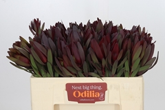 Leucadendron Safari Sunset 50cm