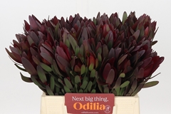 Leucadendron Safari Sunset 40cm