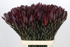 Leucadendron Safari Sunset 90cm
