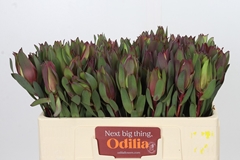 Leucadendron Senorita 50cm