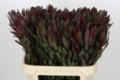 Leucadendron Safari Sunset 80cm