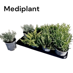 Garden Herbs Mix 14Ø 20cm