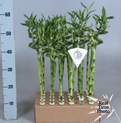 Dracaena Lucky Bamboo 5Ø 50cm
