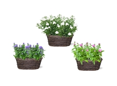 Aster Alpha Pink 25Ø 35cm