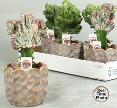 Euphorbia Mix 15Ø 25cm