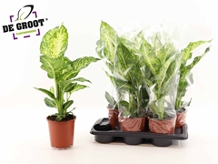 Dieffenbachia Mars 17Ø 65cm