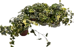 Hedera Helix Golden Kolibri 13Ø 30cm