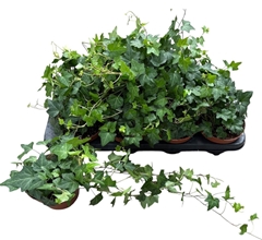 Hedera Helix Pittsburgh 13Ø 40cm