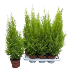 Cupressus Goldcrest Wilma 14Ø 70cm