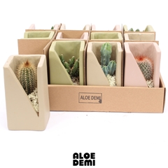 Cactus Mix 7Ø 14cm