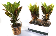 Codiaeum Small Leaf Mix 17Ø 45cm