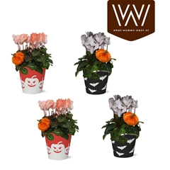 Cyclamen Super Serie Allure 12Ø 30cm