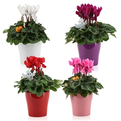 Cyclamen Super Serie Allure 14Ø 30cm