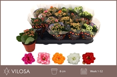 Kalanchoe Double Mix 8Ø 15cm