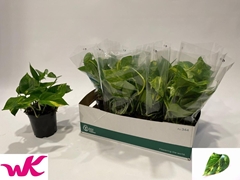 Epipremnum Aureum 15Ø 35cm 40cm