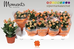 Kalanchoe Double Sumo Orange 10Ø 23cm