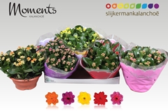 Kalanchoe Double Mix 23Ø 25cm