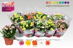 Kalanchoe Double Mix 12Ø 26cm