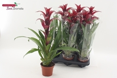 Guzmania Nextara 12Ø 50cm