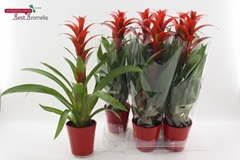 Guzmania Allura 13Ø 55cm