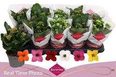 Kalanchoe Single Mix 6 Colours 10Ø 22cm