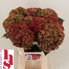 Hydrangea Royal Kiss Classic 60cm 18-20cm Hd