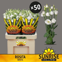 Eustoma Double Rosita White 70cm