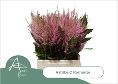 Astilbe Romanze 50cm