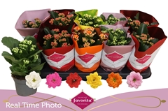 Kalanchoe Double Perfecta Mix 10Ø 22cm