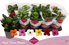 Kalanchoe Single Mix 6 Colours 10Ø 22cm