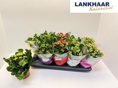 Kalanchoe Double Perfecta Mix 12Ø 25cm