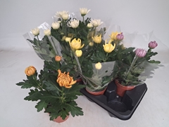 Chrys Kena Gem 12Ø 30cm