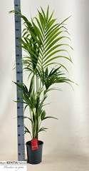 Howea Forsteriana 21Ø 180cm
