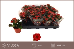 Kalanchoe Double Rubio Red 8Ø 15cm