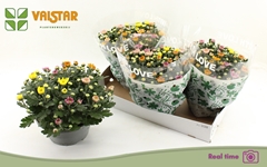 Chrysanth Elixer 23Ø 25cm