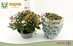 Chrysanth Elixer 23Ø 25cm