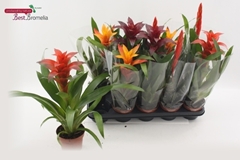 Bromelia Mix 12Ø 45cm