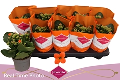 Kalanchoe Single Acheron 10Ø 22cm