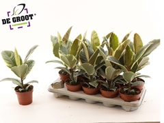 Ficus Tineke 12Ø 40cm